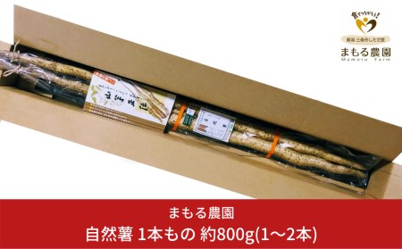 自然薯 1本もの 約800g(1～2本)  とろろご飯に 自然薯（じねんじょ）新潟県産自然薯 無農薬で栽培した自然薯 採れたての自然薯をお届け [まもる農園] 【010P125】