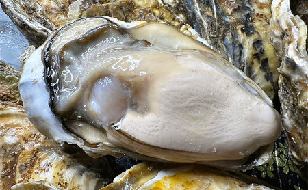 北海道 厚岸産 砂抜き済み あさり 2kg ＆ ブランド牡蠣 マルえもん 殻付き LLサイズ 10個 【光輝】 [ 魚貝類 海鮮 海の幸 みそ汁 酒蒸し アサリバタ 産地直送 生食用牡蠣 生食用 牡蠣