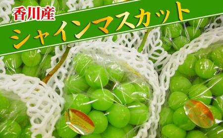 《2026年発送》大粒 シャインマスカット セット 秀品 約5kg ( 6～10房 )  2026年発送 ｜ 香川産 ぶどう マスカット