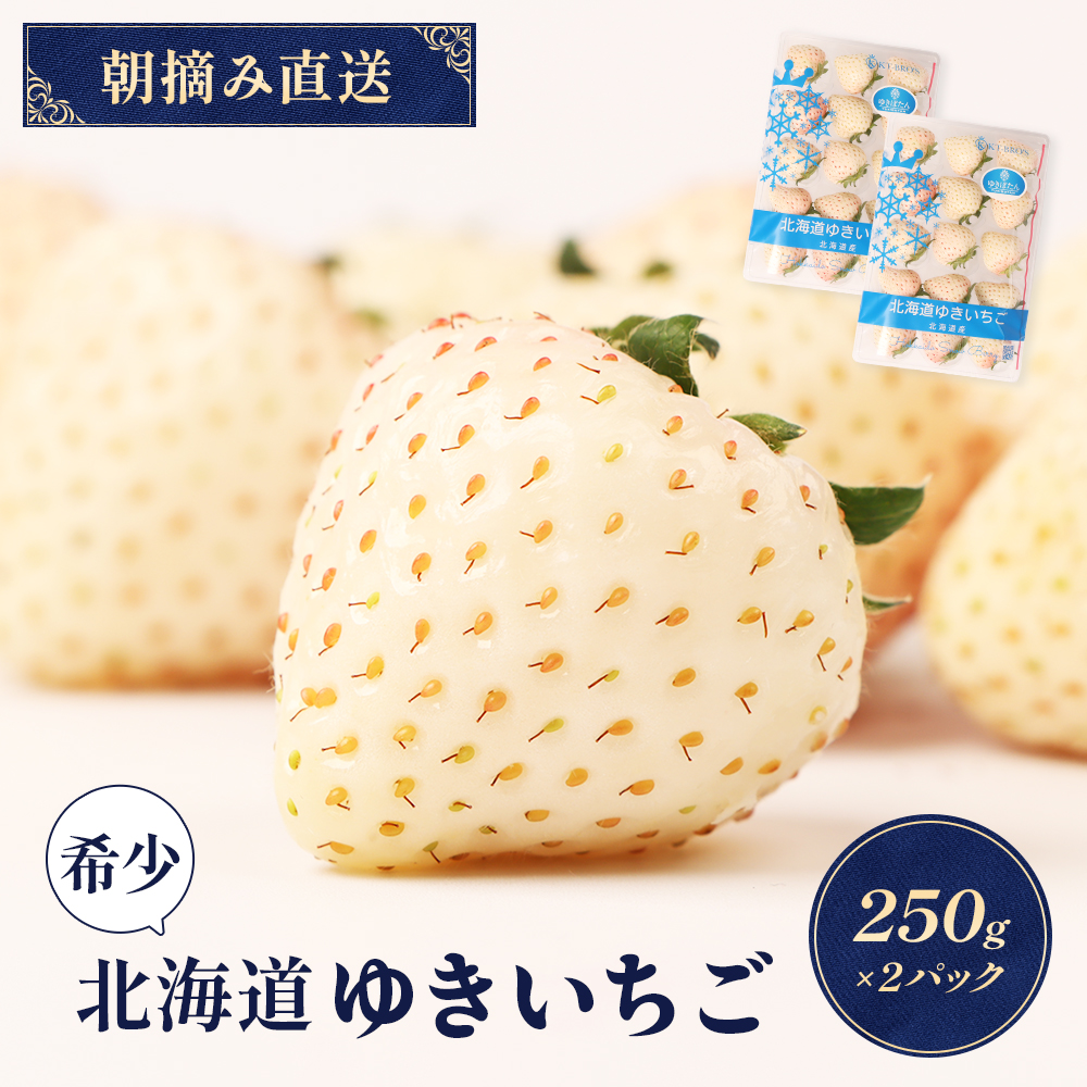 【受注後、随時発送！】【北海道産】ゆきいちご（白いちご）ゆきぼたん 2Pセット 250g×2 計500g 苺 イチゴ 白いちご 一季成りイチゴ 希少 高級 ギフト お取り寄せ ふるさと納税 北海道 中標津 【59001】