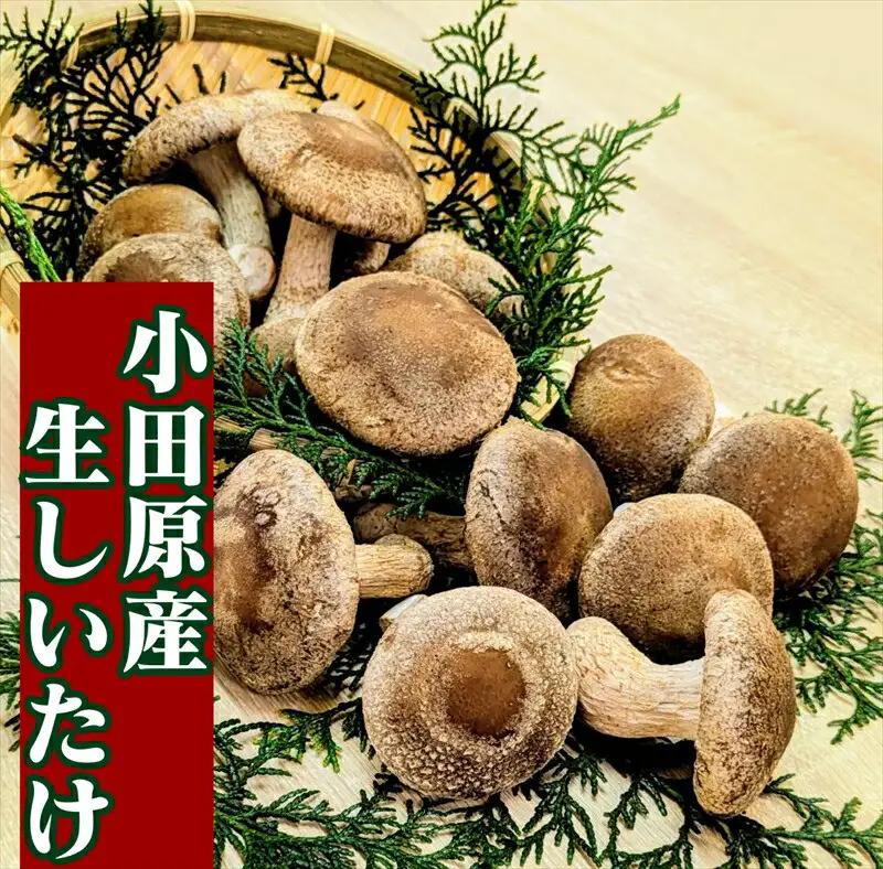 小田原産高級しいたけ「海の香・山の香」　香り高く肉厚でみずみずしい　500ｇお届け【 野菜 きのこ キノコ 茸 シイタケ しいたけ 贈答用 ご家庭でおすそ分け 神奈川県 小田原市 きのこ】