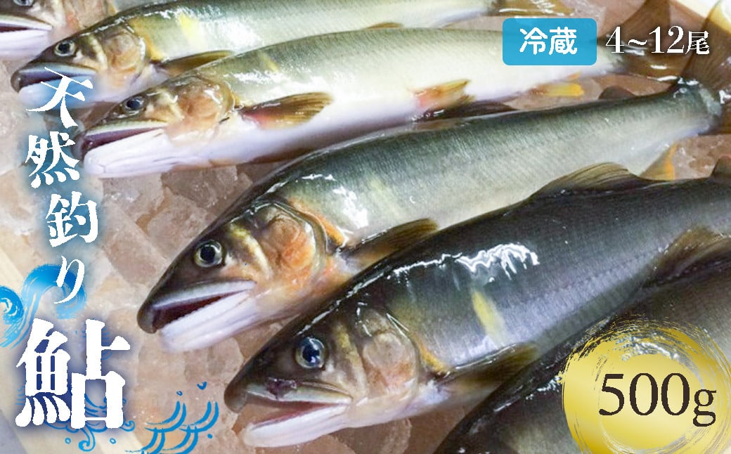 
            【祝！！生鮎解禁！】四万十川上流の天然釣り鮎 500g【冷蔵4～12尾】【着日指定不可】Esj-30k あゆ アユ 魚 魚介 川魚 塩焼き 甘露煮  冷蔵 天然 鮎
          