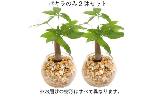 【観葉植物】土を使わないで清潔なミニ観葉植物 ゼオライト植え・ガラス鉢 丸形 2鉢セット（パキラ）【AG048VC01】