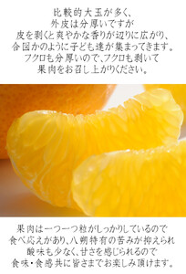 訳あり 八朔 約10kg 大小混合 サイズ不選別 【北海道・沖縄県・一部離島 配送不可】 海南市産 まごころ産直みかん 木成り 完熟はっさくフルーツ 和歌山 国産 産地直送［Mg69］