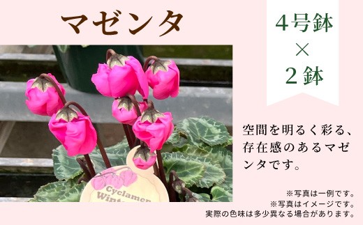 【カラー：マゼンタ×マゼンタ】農林水産大臣賞受賞  愛知県産 シクラメン ４号鉢×２鉢 ウィンターベル 花 生花 マゼンタ プレゼント 贈り物 鉢花 鉢 ガーデン ガーデニング 高品質 クリスマス -276