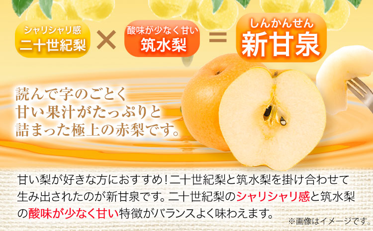 【先行予約】なし 梨 プレミアム 新甘泉 約3kg (4〜10玉) 高間商店《2025年8月下旬-10月上旬頃出荷》 鳥取県 八頭町 梨 なし ナシ 果物 フルーツ 厳選 先行予約 送料無料 甘い 果