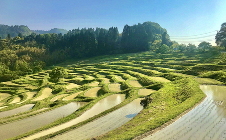 【棚田保全支援】大山千枚田の天水田育ち『棚田米』定期便 ５kg×10カ月《精米》　[0167-0002]