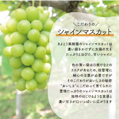 【2026年先行予約】シャインマスカット＆ピオーネ 3-5房入/計2kg～(岡山県産)【配送不可地域：離島】