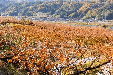 Y272　八頭町が誇る日本随一の甘柿『花御所柿』 3kg
