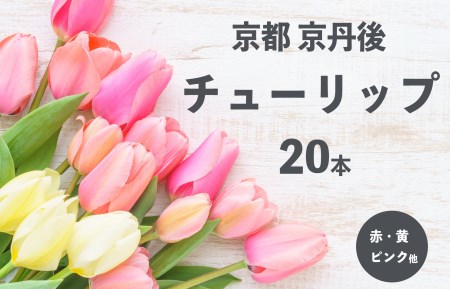 花・チューリップ（つぼみ）／京都・京丹後チューリップ　色お任せ20本＜2月頃から順次＞　花束・ちゅーりっぷ・切り花