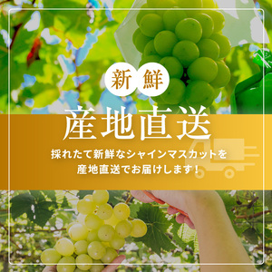 【先行受付】信州産 シャインマスカット 2房（約1㎏）｜ふるさと納税 松本市 シャインマスカット 果物 フルーツ 種なし 皮ごと 信州産 果肉 美味しい 人気 長野県