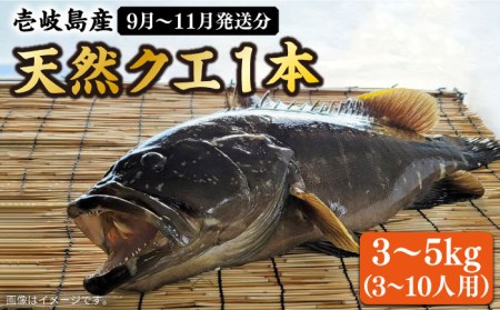 【9月〜11月限定】 天然クエ 丸もの 3〜5kg（鍋・刺身：約5〜10人前） 《壱岐市》【丸和水産】[JCJ011] クエ くえ 冷蔵 直送 海鮮 鮮魚 刺身 刺し身 お刺身 クエ鍋 くえ鍋 1本 1匹 高級魚 120000 120000円 12万円 冷蔵配送