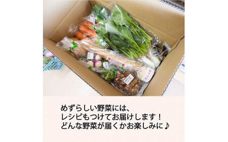 季節のおすすめ野菜おまかせ詰め合わせ3ヵ月定期便 8種～12種類【16103】