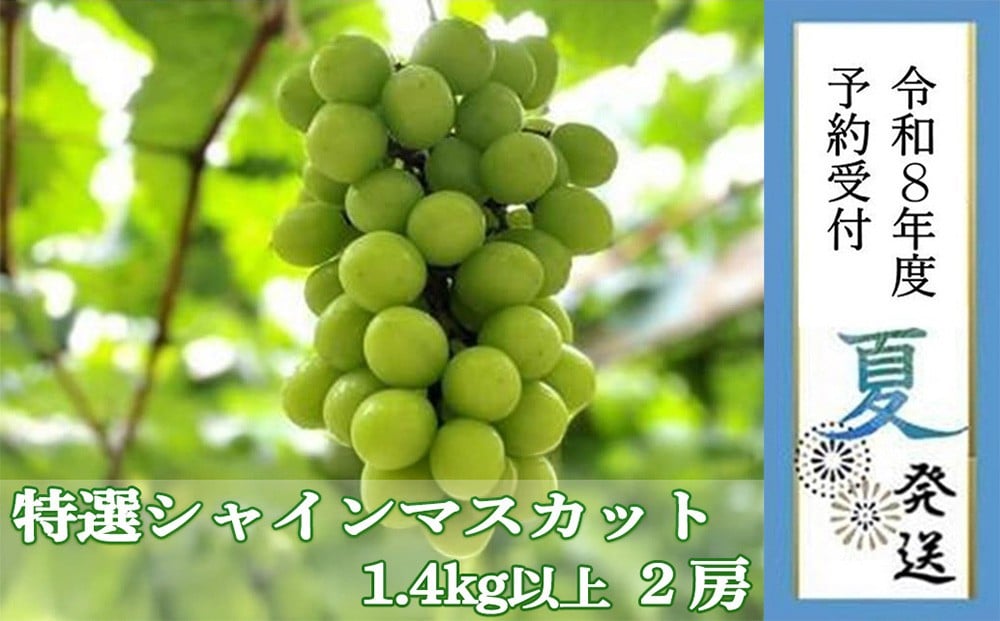 
            ＜2026年 先行受付 8月中旬発送＞【貝塚市産】特選シャインマスカット２房入り 1.4kg以上
          