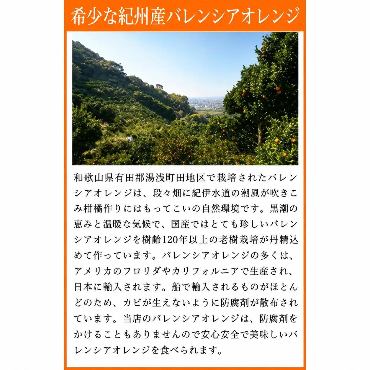 秀品　希少な国産バレンシアオレンジ　2.5kg　※2026年6月下旬頃～2026年7月上旬頃 順次発送（お届け日指定不可）【uot752】
