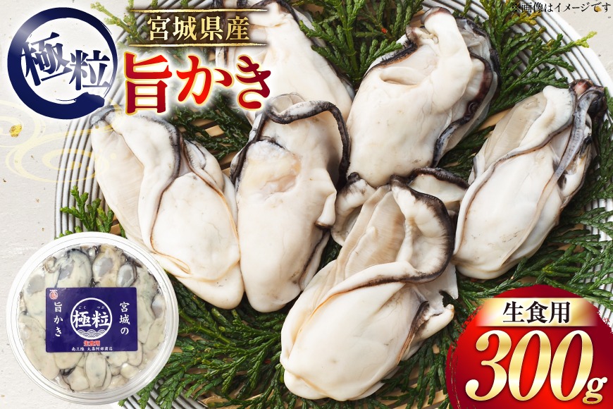 【期間限定発送】 宮城県産 むき身 極粒旨かき 生食用 300g ×1p[丸壽阿部商店 宮城県 南三陸町 m304bir010000] かき カキ 牡蠣 生牡蠣 貝 魚介類 剥き身 むき身 殻なし 冷蔵 新鮮 なべ カキフライ 牡蠣ご飯 濃厚