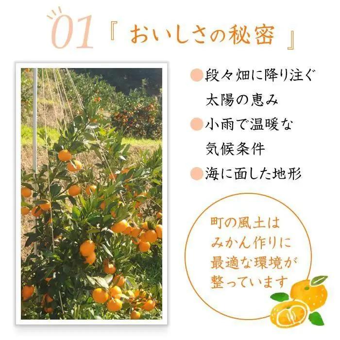 訳あり 早生みかん ２L・３Lおまかせ 7kg 和歌山みかん