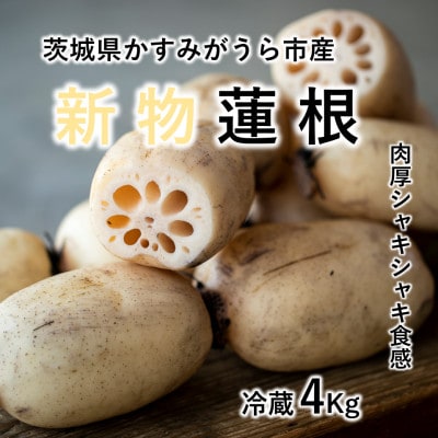 新物!　肉厚でシャキシャキの食感と甘みが特徴　　掘りたて れんこん　4Kg(4～7本)【配送不可地域：離島】
