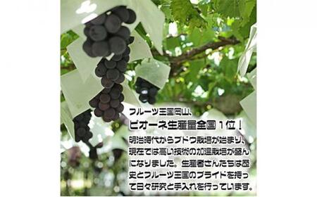 ぶどう 2024年 先行予約 ニュー ピオーネ【9月発送分】約2kg（2房～5房）秀品 糖度抜群！ 種無し ブドウ 葡萄 岡山県産 国産 フルーツ 果物 ギフト [No.5220-0311]