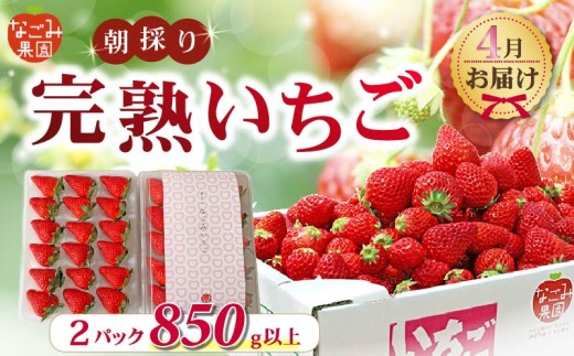 【先行予約／2027年4月発送】いちご 紅ほっぺ 2パック 850g 以上 発送月 朝採り 朝採れ 完熟いちご フルーツ 果物 新鮮 完熟 旬 イチゴ ストロベリー 土耕栽培 季節限定 静岡県産 なごみ果園 伊豆 下田 贈答 ギフト 産地直送