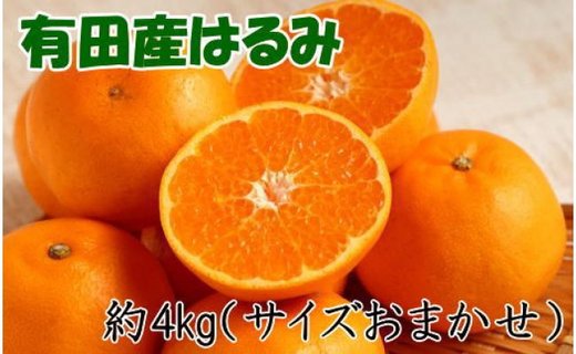 【厳選・濃厚】紀州有田産のはるみ約4kg(サイズおまかせ) ★2025年1月中旬頃より順次発送  BZ074