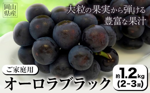 【2026年先行予約】ご家庭用 岡山県産 オーロラブラック 約1.2kg 2-3房 晴れの国 おかやま館(つむぐ株式会社)《2026年8月下旬-9月下旬頃出荷》岡山県 浅口市 マスカット ぶどう 葡萄 果物 フルーツ 送料無料【配送不可地域あり】（離島） st-p