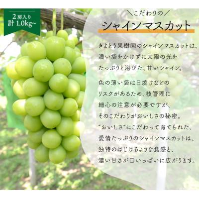 ふるさと納税 真庭市 【発送月固定定期便】【2026年先行予約】ピオーネとシャインマスカットの定期便 (岡山県産)全2回 |  | 02