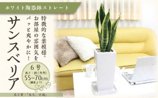 サンスベリア ホワイト陶器鉢 6号 ストレート 高さ：約55～70cm 【観葉植物 植物 サンスベリア 6号 鉢付 インテリア 部屋 室内 オフィス 癒し エコ グリーン マイナスイオン リラックス オシャレ おしゃれ ギフト プレゼント 贈り物 人気 おすすめ  福岡県筑前町 送料無料 AG006】