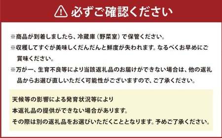 熊本県宇城市不知火町の海沿いの段々畑で作った「河内晩柑」約3kg（約8-9玉） 晩柑 ばんかん 柑橘 くだもの 果物 フルーツ 【2026年4月下旬発送開始】
