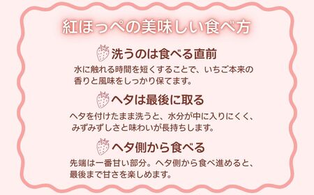 こまつイチゴ 紅ほっぺ 【 4パック（約1kg）】苺 べにほっぺ | 石川県 小松市 JAあぐり