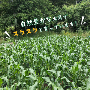 【2026年収穫分先行予約】富士山の白いトウモロコシ　5本