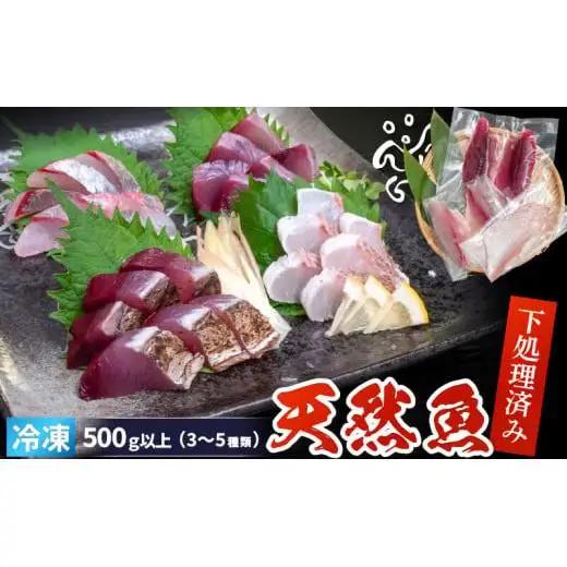 【スピード配送】 天然 鮮魚 詰め合わせ 朝獲れ直送 下処理済み 2~3種入り 500g以上 冷凍 刺身 魚種お任せ 水揚げ 海鮮 魚介 産地直送 新鮮 魚 鮮魚ボックス
