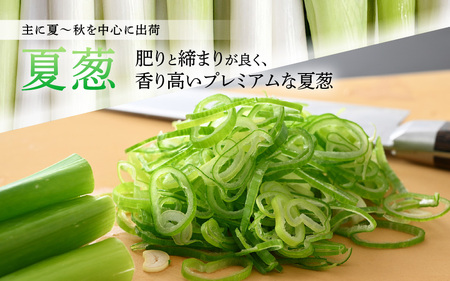 【先行予約】 日本海の白ネギ（ギフト箱） 3本～5本 【2026年9月下旬以降順次発送予定】 葱 ねぎ [A-2610]