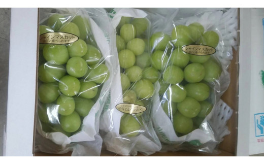 シャインマスカット 1.5kg ( 茨城県共通返礼品 石岡市 ) ご自宅用 マスカット フルーツ 果物  2026年9月上旬以降発送 [DC009sa]