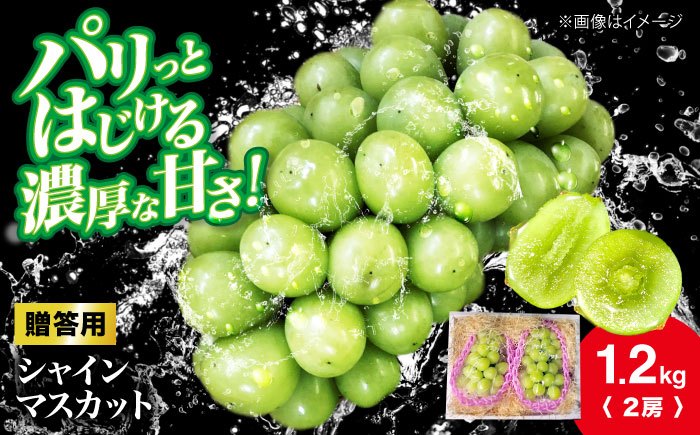 【2026年先行予約】＜10月上旬から順次発送＞贈答用 シャインマスカット 約1.2kg（2房） ぶどう ブドウ 葡萄 シャイン マスカット 三次市 / 辰巳農園 [APCR003]
