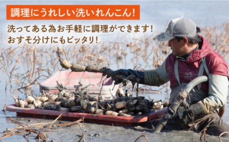 洗いれんこん 真空パック入り 約300g×6袋（計約1.8kg） / れんこん [ICC003]