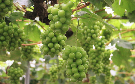 【2025年先行予約】 ぶどう 岡山県産 晴れの国からの 贈り物 オーロラブラック & シャインマスカット 詰合せ 1.2kg以上(2房)《2025年9月上旬-9月中旬出荷》 葡萄 ブドウ フルーツ