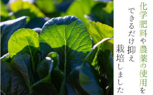 奈良県産 小松菜 約1kg  【順次発送】／ スマイル葛城農業 野菜  小松菜 農家直送 産直 新鮮 旬 サラダ 名産 健康 美容 栄養 奈良県 葛城市【smlk060】_イメージ2