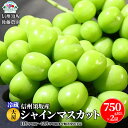 【ふるさと納税】【信州須坂産】大房シャインマスカット 750g以上×2房 (短期冷蔵ぶどう) 《信州須坂後藤農園》■2024年発送■※11月中旬頃～12月中旬頃まで順次発送予定 果物 ぶどう フルーツ 果物類