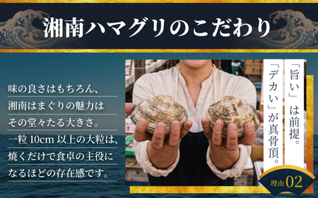 はまぐり  LLサイズ  1.4kg 【湘南はまぐり】