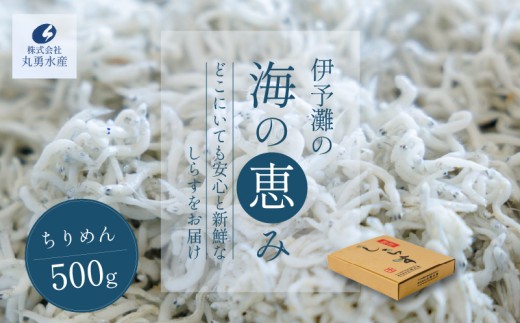 ちりめん 500g しらす | 冷凍 しらす ちりめんじゃこ しらす干し ごはんのお供 おつまみ 酒の肴 便利 簡単調理 おかず 惣菜 しらす丼 グルメ 食品 魚 魚介 海鮮 シラス 贈答 ギフト  愛媛県 松前町