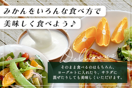 B-345《まぼろしのみかん》鹿島 平倉果樹園のみかん『今村』 約5.5kg サイズ混合 みかん 希少 幻 まぼろし 蜜柑 ミカン オレンジ フルーツ 果物 高糖系 平均糖度12度 佐賀県 鹿島市 人