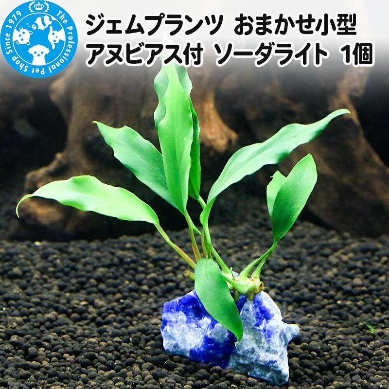 【ふるさと納税】ジェムプランツ おまかせ小型アヌビアス付 ソーダライト 1個 [株式会社チャーム charm ジェムプランツ 宝石 水晶 レイアウト素材 形状お任せ おまかせ 植物 観葉植物 インテリア]