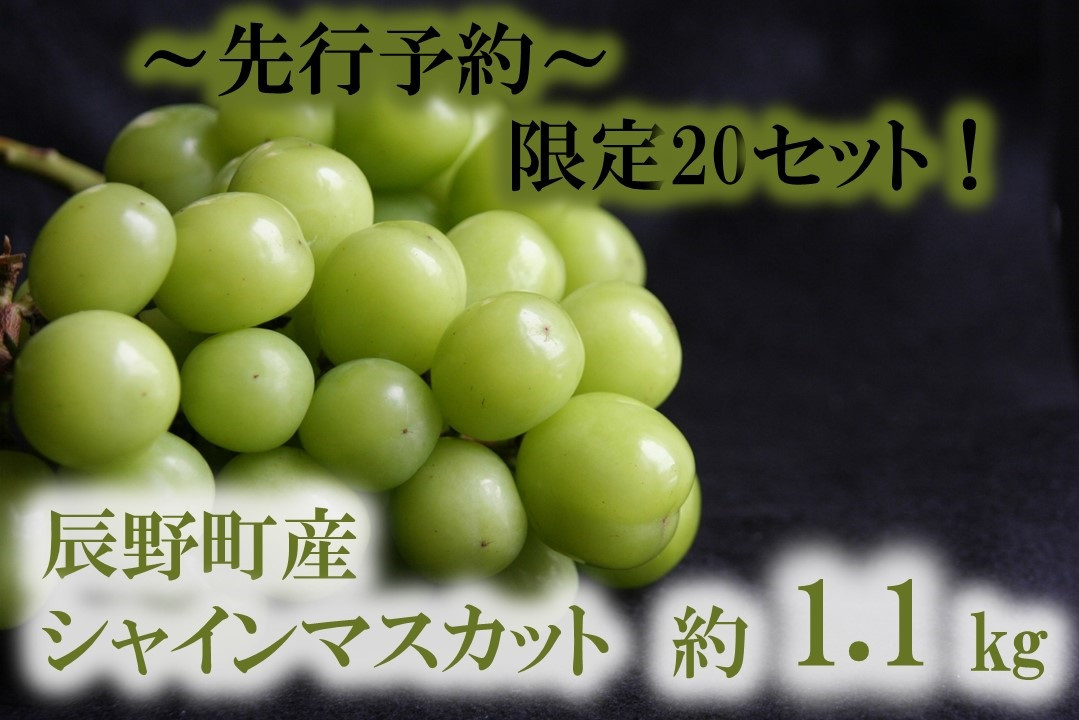 
            407 先行予約【ご家庭用】シャインマスカット 約1.1ｋｇ 2～3房 ※9月～10月発送予定
          