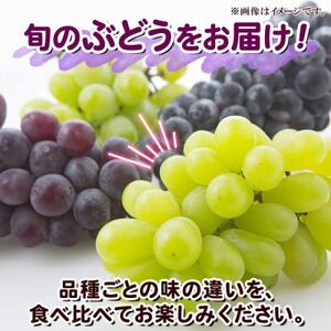 訳あり ぶどう 房 2種以上 食べ比べセット 2パック(計800g以上) 中野市 信州丸幸農園【配送不可地域：離島・沖縄県】【1525235】