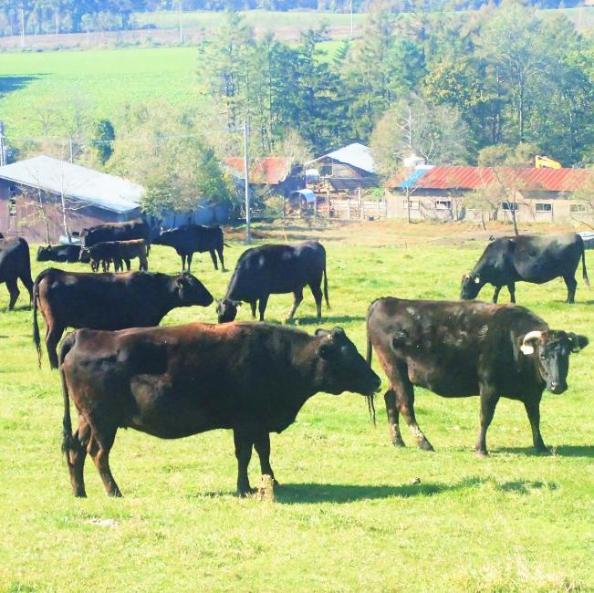 黒毛和牛「別海和牛」ロースステーキ用500g【北海道別海町産】250g×2パック 