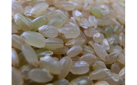 2025年産　玄米ひとめぼれ 「残留農薬０の米R」 10kg（5kg×2袋） 【718】