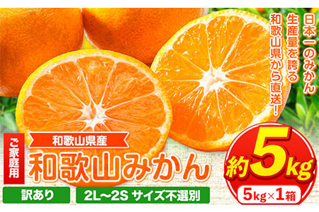 【訳あり】サイズ不選別 和歌山みかん 約5kg《2024年11月中旬-1月中旬頃出荷》｜ﾐｶﾝﾐｶﾝﾐｶﾝﾐｶﾝﾐｶﾝﾐｶﾝﾐｶﾝﾐｶﾝﾐｶﾝﾐｶﾝﾐｶﾝﾐｶﾝﾐｶﾝﾐｶﾝﾐｶﾝﾐｶﾝﾐｶﾝﾐｶﾝﾐｶﾝﾐｶﾝﾐｶﾝﾐｶﾝﾐｶﾝﾐｶﾝﾐｶﾝﾐｶﾝﾐｶﾝﾐｶﾝﾐｶﾝﾐｶﾝﾐｶﾝﾐｶﾝﾐｶﾝﾐｶﾝﾐｶﾝﾐｶﾝﾐｶﾝﾐｶﾝﾐｶﾝﾐｶﾝﾐｶﾝﾐｶﾝﾐｶﾝﾐｶﾝﾐｶﾝﾐｶﾝﾐｶﾝﾐｶﾝﾐｶﾝﾐｶﾝﾐｶﾝﾐｶﾝﾐｶﾝﾐｶﾝﾐｶﾝﾐｶﾝﾐｶﾝﾐｶﾝﾐｶﾝﾐｶﾝﾐｶﾝﾐｶﾝﾐｶﾝﾐｶﾝﾐｶﾝﾐｶﾝﾐｶﾝﾐｶﾝﾐｶﾝﾐｶﾝﾐｶ