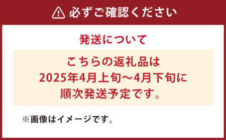 朝掘り タケノコ 2kg 【2025年4月より発送開始】 筍 野菜 やさい たけのこ 竹の子