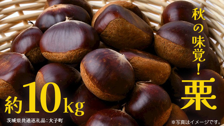栗 10kg 【2026年9月上旬発送開始】(茨城県共通返礼品：大子町)